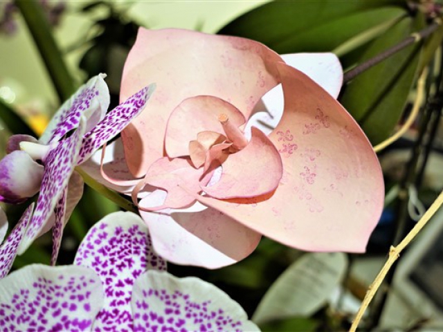 Darina's Crafts 3D_Orchid_Flower2-640x480_c  
