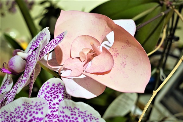 Darina's Crafts 3D_Orchid_Flower2  
