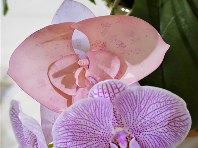 Darina's Crafts 3D_Orchid_Flower3-640x480_c  