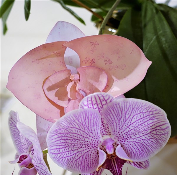 Darina's Crafts 3D_Orchid_Flower3  