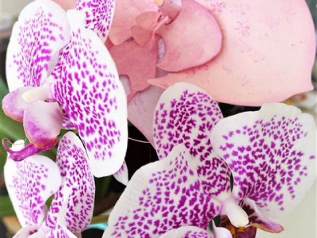 Darina's Crafts 3D_Orchid_Flower4-640x480_c  