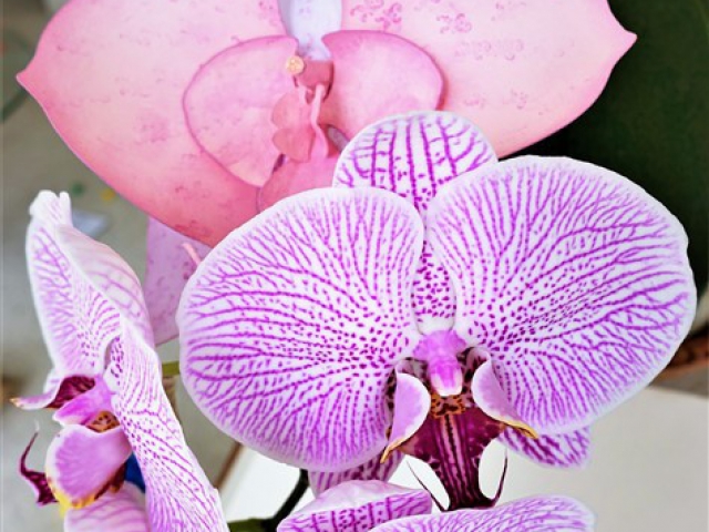 Darina's Crafts 3D_Orchid_Flower5-640x480_c  