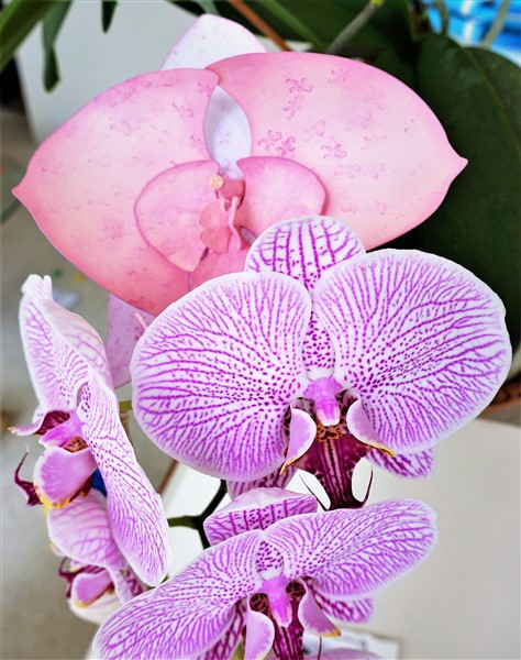 Darina's Crafts 3D_Orchid_Flower5  